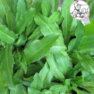 Hạt rau ngò gai - gói 3 gram