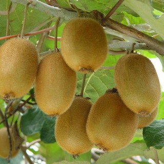 Hạt giống kiwi