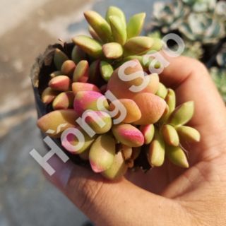 Sen đá Hồng Sao (có thể nhỏ hơn ảnh tùy đợt)