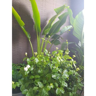 Chuối rẻ quạt - Hàng cao 2m
