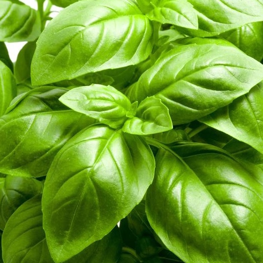 Hạt Giống Quế Tây (BASIL) 2gr