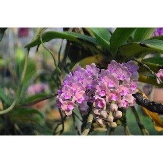 Ngọc điểm hồng cánh sen hoa bao CHUẨN HOA