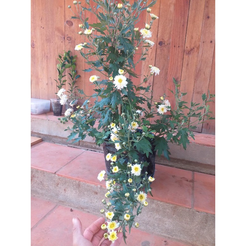 Cúc Tiểu Thư, Cúc trồng lâu năm, dễ chăm dễ sống, ko sâu bệnh dành cho người mới chơi