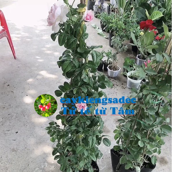 Caykiengsadec cây hoa Hồng leo  + tặng  phân bón-hoa kiểng lá-trang trí nội thất cảnh quan sân vườn ngoài trời