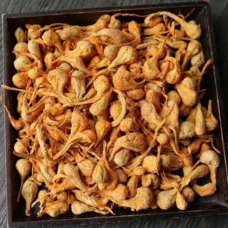 NỤ BÔNG ĐÔNG TRÙNG HẠ THẢO
