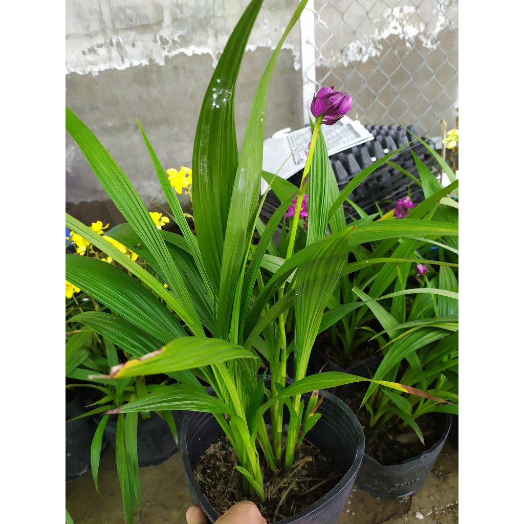 Lan Chu Đỉnh Mix Màu - Hoa Lan