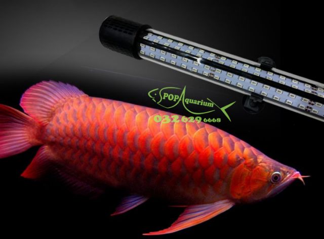 Đèn LED 85% XML 4 HÀNG BÓNG CHO CÁ RỒNG