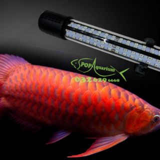 Đèn LED 85% XML 4 HÀNG BÓNG CHO CÁ RỒNG