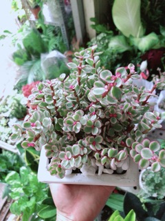 Chậu Cây Đô La Hồng