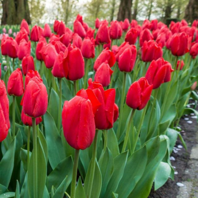 CỦ HOA TULIP NHẬP JAN DE WIT HÀ LAN