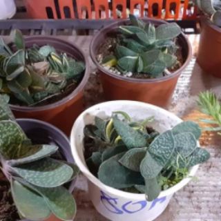 Sen đá mỏ vịt