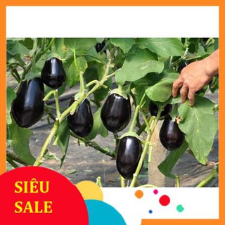 Hạt Giống Cà Tím Tròn Qủa To (300 Hạt) - [MUA 3 TẶNG 1 CÙNG LOẠI] -Dễ Trồng, Năng Suất