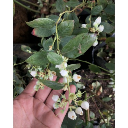 Cây giống Việt Quất tứ quý  trưởng thành, ra trái 4 mùa quanh năm - giống siêu trái, cao 40-60cm