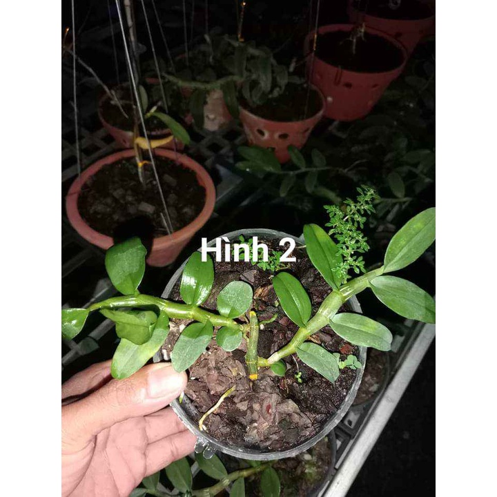 PHÂN DÊ BÓN CHO LAN ĐÓNG TÚI LƯỚI DÀI 20CM ĐÃ QUA XỬ LÍ
