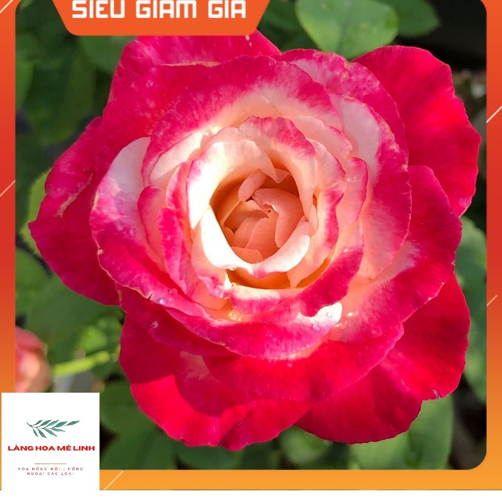 Hoa hồng ngoại Double Delight rose [MÀU HỒNG SONG HỶ] Tuyệt đẹp -Mùi hương Sả Đậm