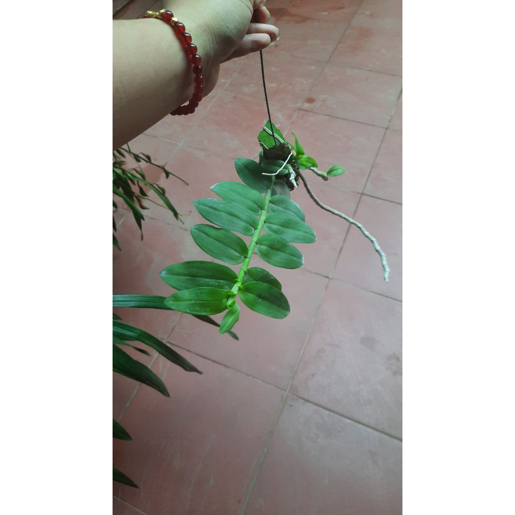 hoa phong lan phi điệp tím thái | BigBuy360 - bigbuy360.vn