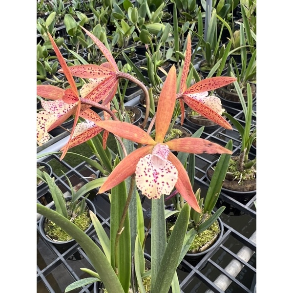 😍😍Cattleya Jairak Canary