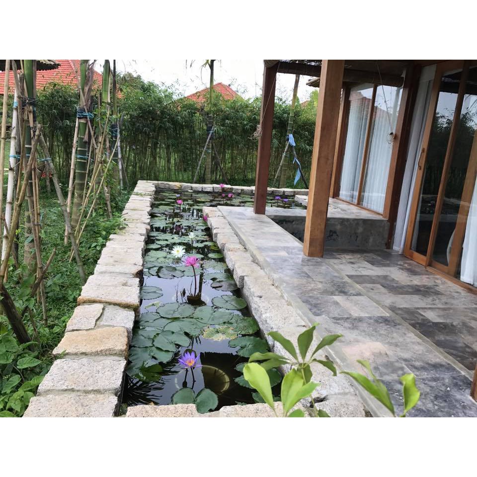 HẠT GIỐNG SÚNG THÁI MIX MÀU - 10 Hạt/ gói