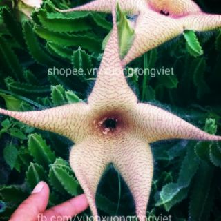 Xương rồng sao biển vàng lớn