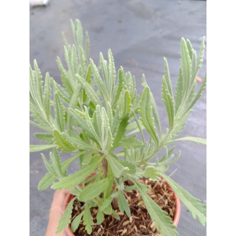 YÊU NHAU TẶNG GÌ  OẢI HƯƠNG LAVENDER THUẦN KHÍ HẬU SIZE 10cm đáng eo