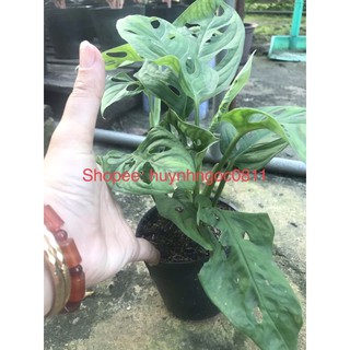 Chậu cây trầu bà lỗ