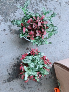 Chậu Cẩm Nhung (may mắn)