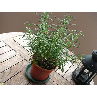 Cây hương thảo, Rosemary, cây gia vị ướp nướng, vừa đuổi muỗi lại giúp thư giãn làm dịu tinh thần.