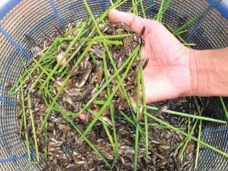 Mắm chua cá lia thia Út Lớn