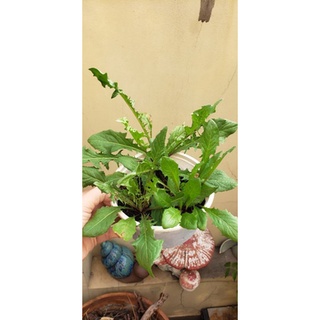 Cây giống Bồ Công Anh lùn
