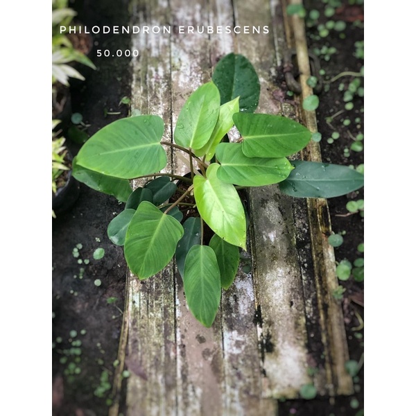 Cây trầu bà tỷ Phú