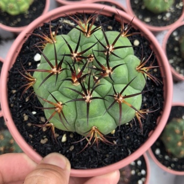 Xương rồng tân thiên địa 7cm