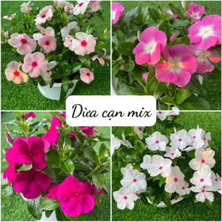 [Sale 50%] 300 Hạt giống dừa cạn Mix_ Nảy 99%, thân đứng