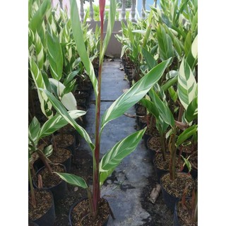Cây mỏ két cẩm thạch