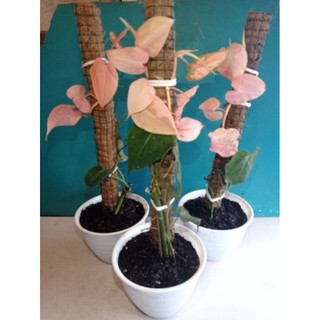 Philodendron Rare Màu Hồng