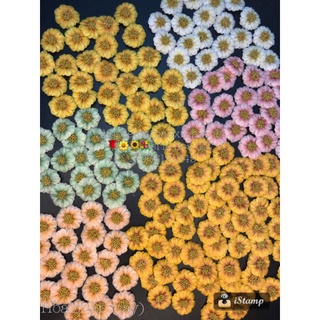 hoa bột Hướng Dương  đính móng chân