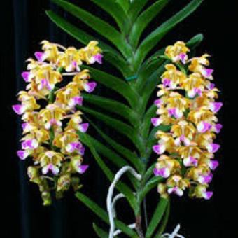Hoa lan Giáng hương quế nâu