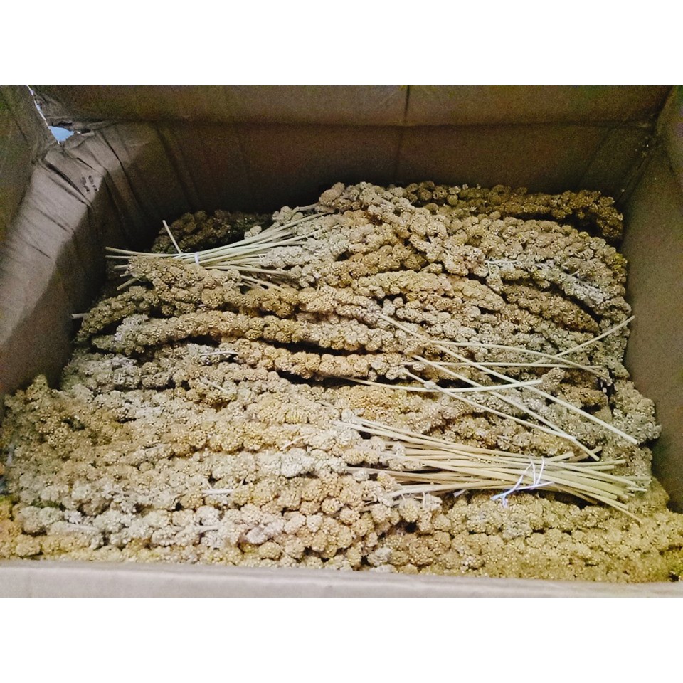 Kê sợi - giúp mượt lông dày lông ( dành cho hamster đuôi mập sóc chim)