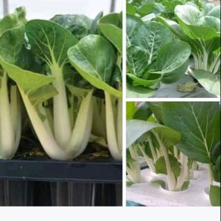 Gói 10gr hạt giống rau cải bẹ trắng