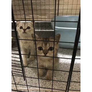 Pate thanh thưởng - súp thưởng cho mèo 🐱🐱🐱