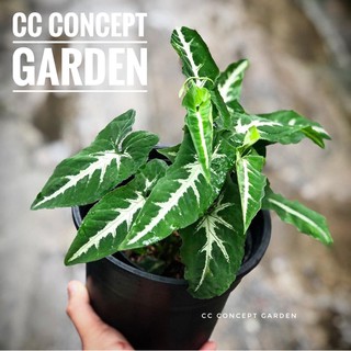 Trầu bà gân trắng | Philodendron wendlandi