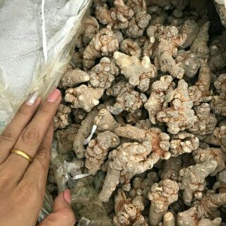 500g Tam thất bắc [ loại 6 củ/ lạng ] hàng luôn mới