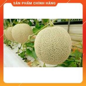 Hạt giống dưa lưới ruột vàng F1 gói 20 hạt