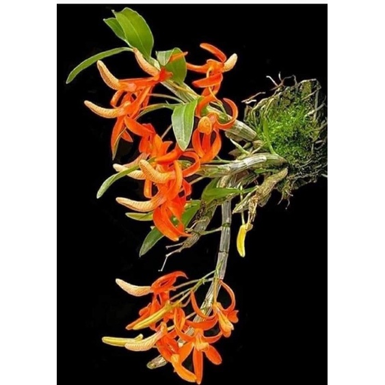 Hoa lan đơn cam cho Tết