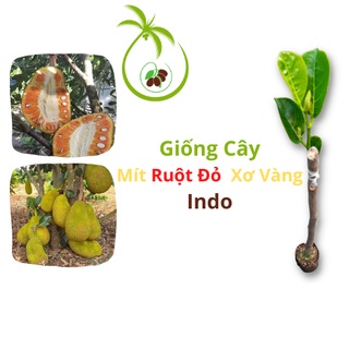 Giống Cây Mít Ruột Đỏ Lá Bầu Indo PT-79 tại Bến Tre | Mắt Ghép Chuẩn - Thân Cây To - Cây Cao 50 đến 90cm - Trái Sau 12T