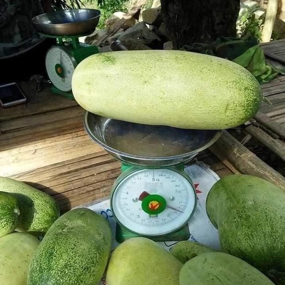 Hạt giống dưa mèo khổng lồ