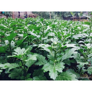 cây cúc vàng trồng chậu