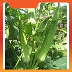 Hạt giống đậu bắp xanh F1 Ấn Độ 10GR