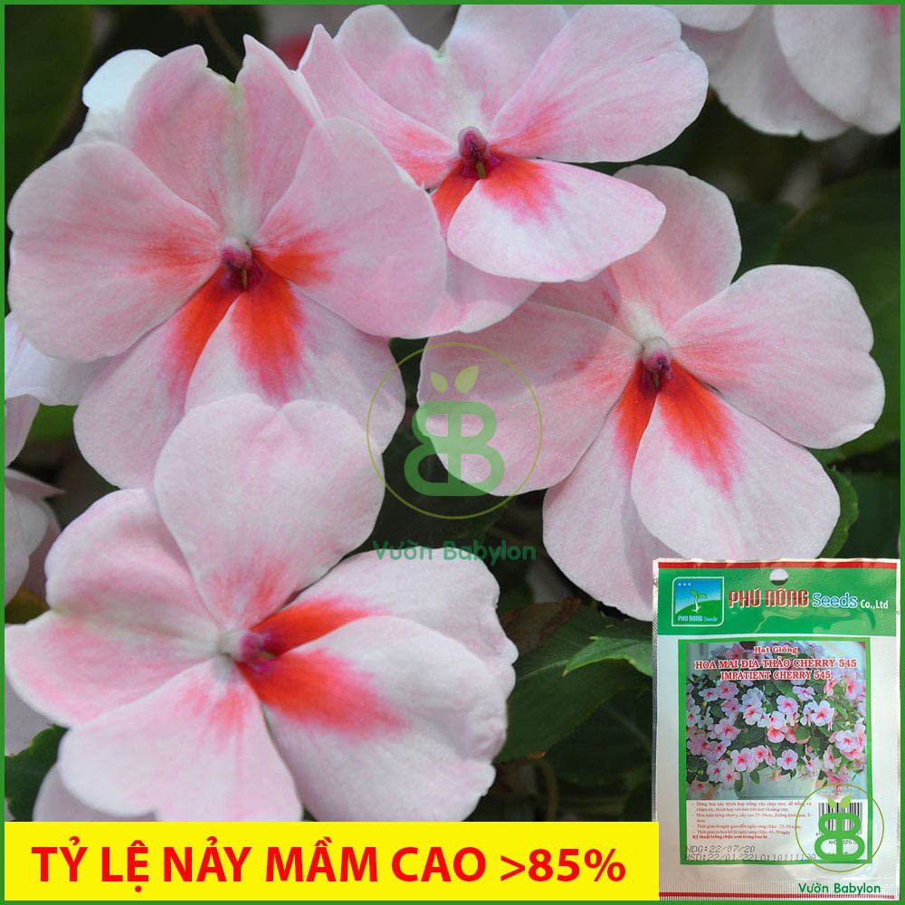 Hạt Giống Hoa Ngọc Thảo Cherry 10 Hạt - Hạt Giống Hoa Mai Địa Thảo Thái Lan