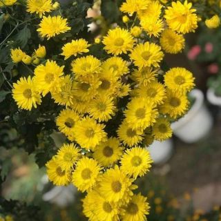 3 cây giống hoa cúc rủ