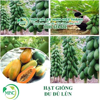 Sale off Đu đủ lùn ruột đỏ cao sản cực đẹp.